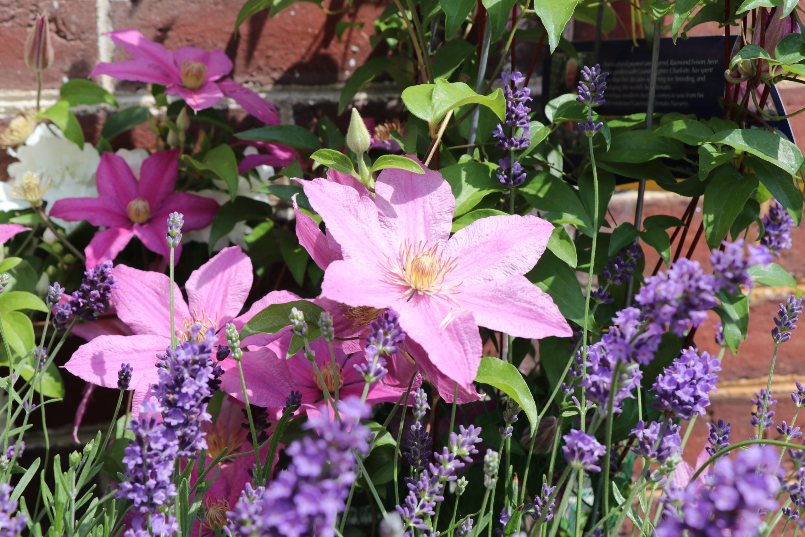 pink clematis vine in garden