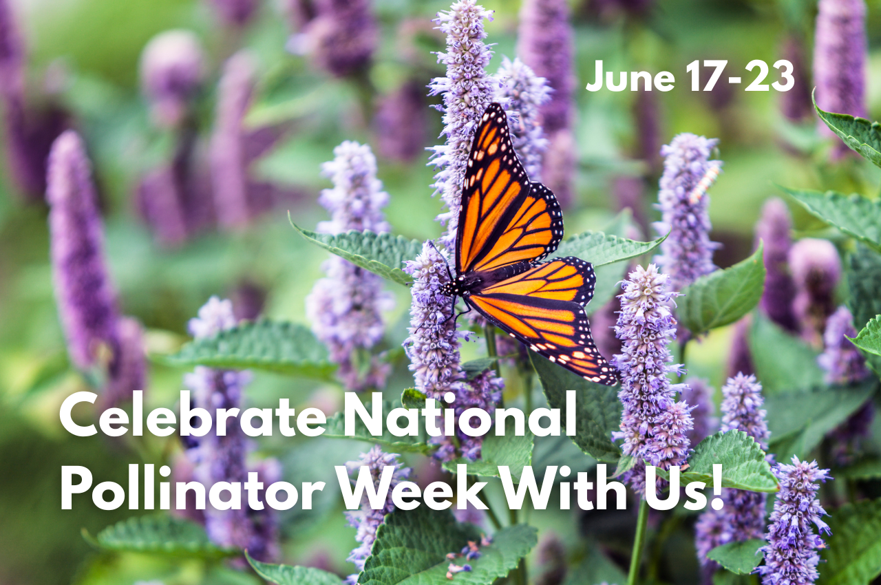 Celebrate National Pollinator Week with Us – Studley’s Flower Garden