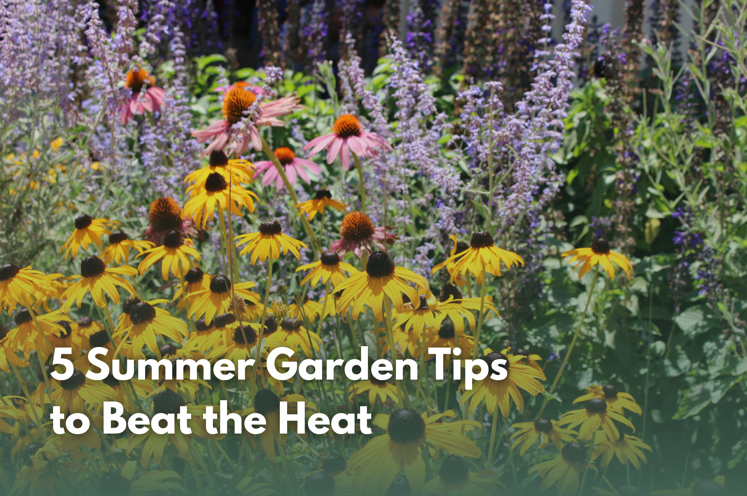 Summer garden tips to beat the heat this summer