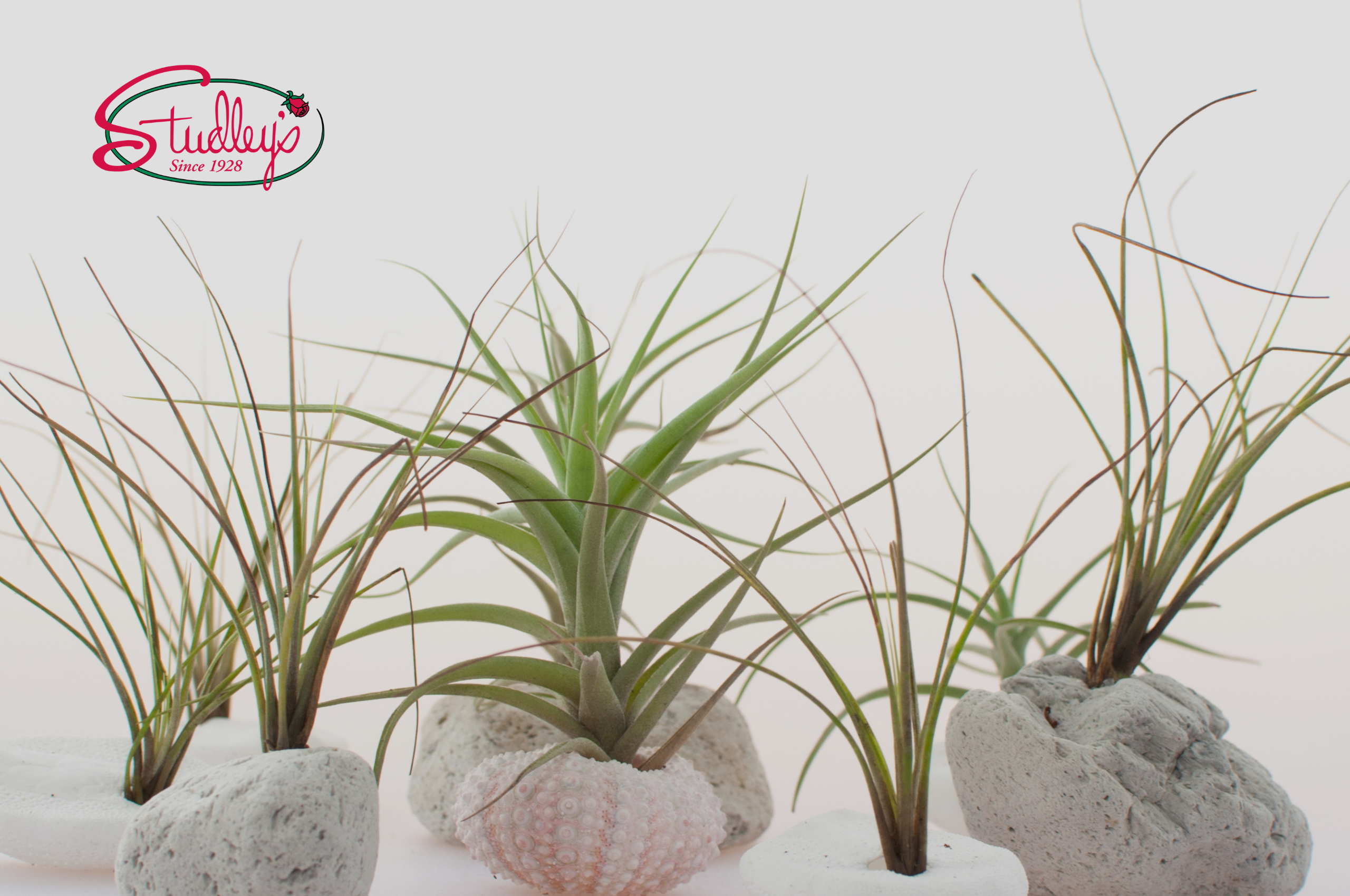 Air Plants are here at Studley’s! Shop Air Plants today.