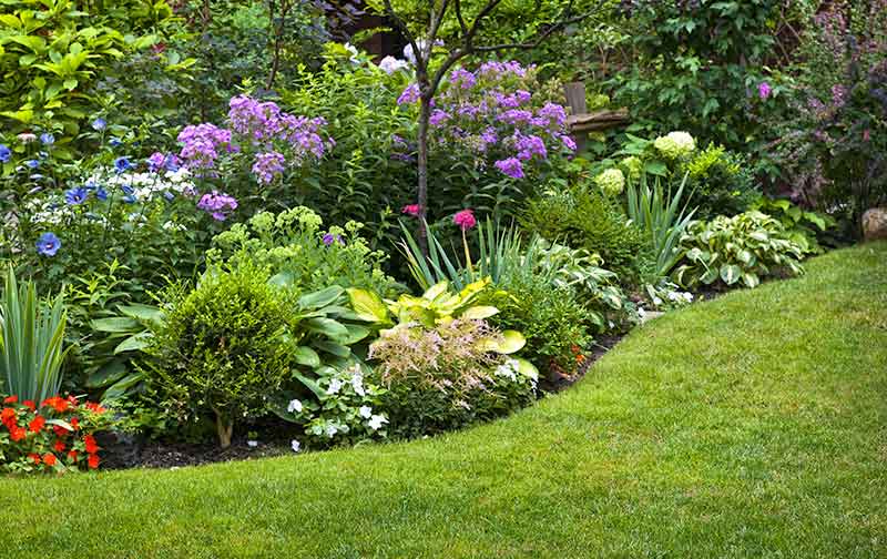 Beat the heat for your summer garden with these 5 tips