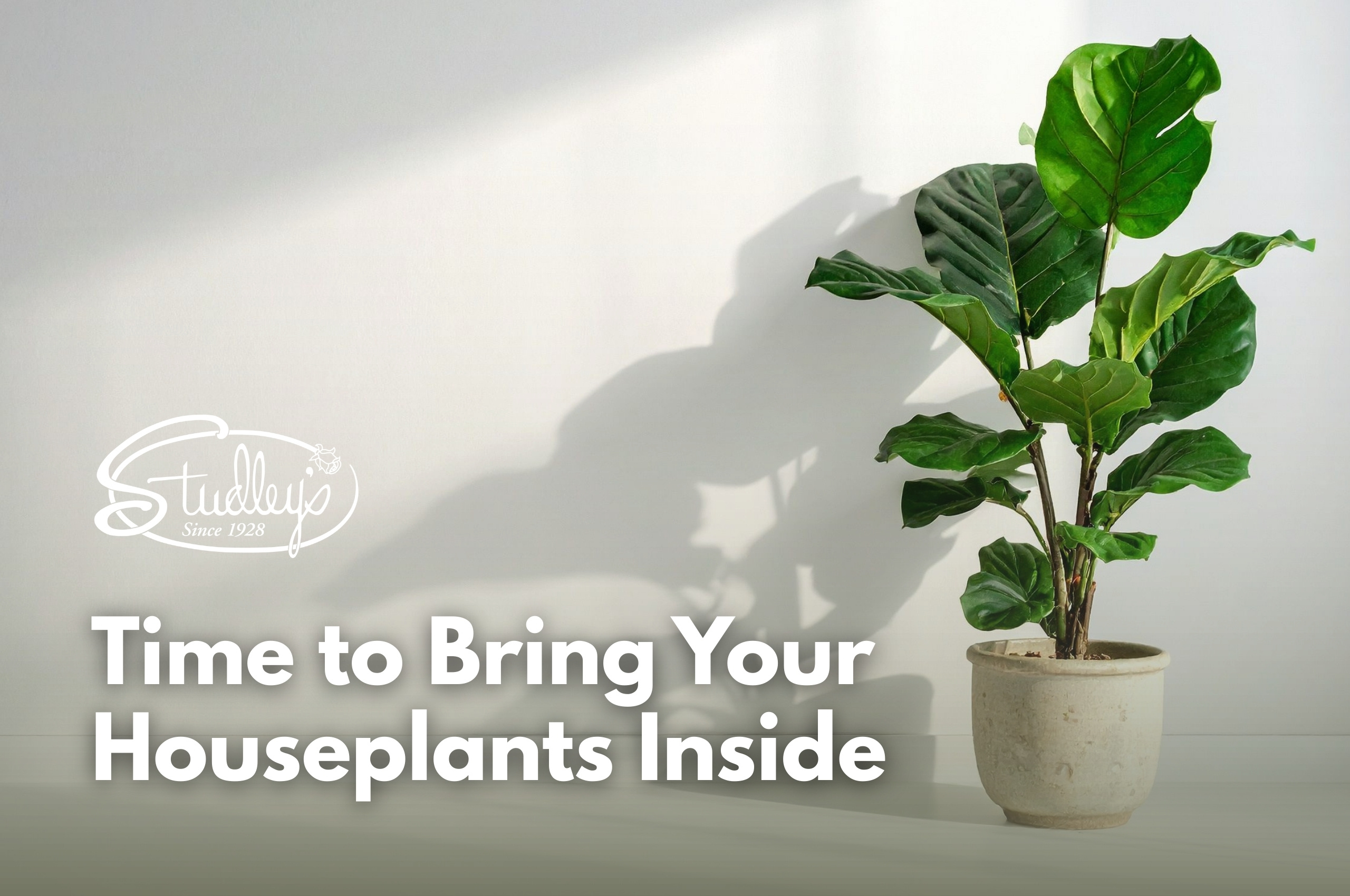 It's Time to Bring Your Houseplants Back Inside