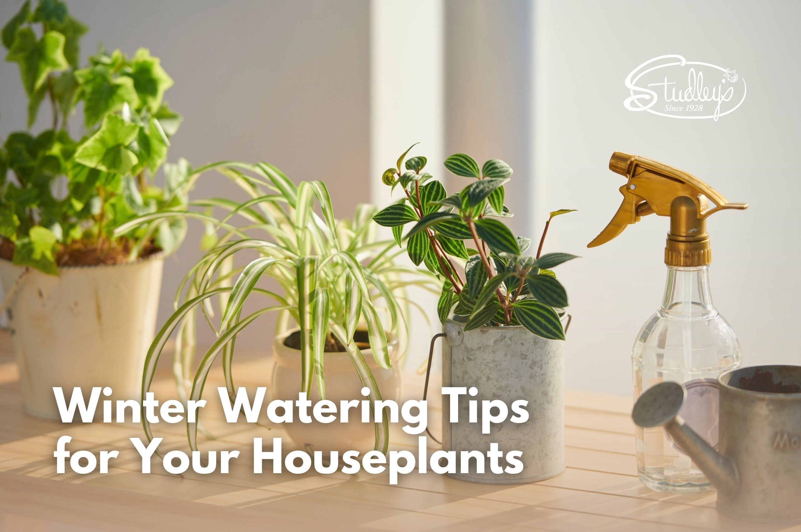 Winter Watering Tips for Your Houseplants