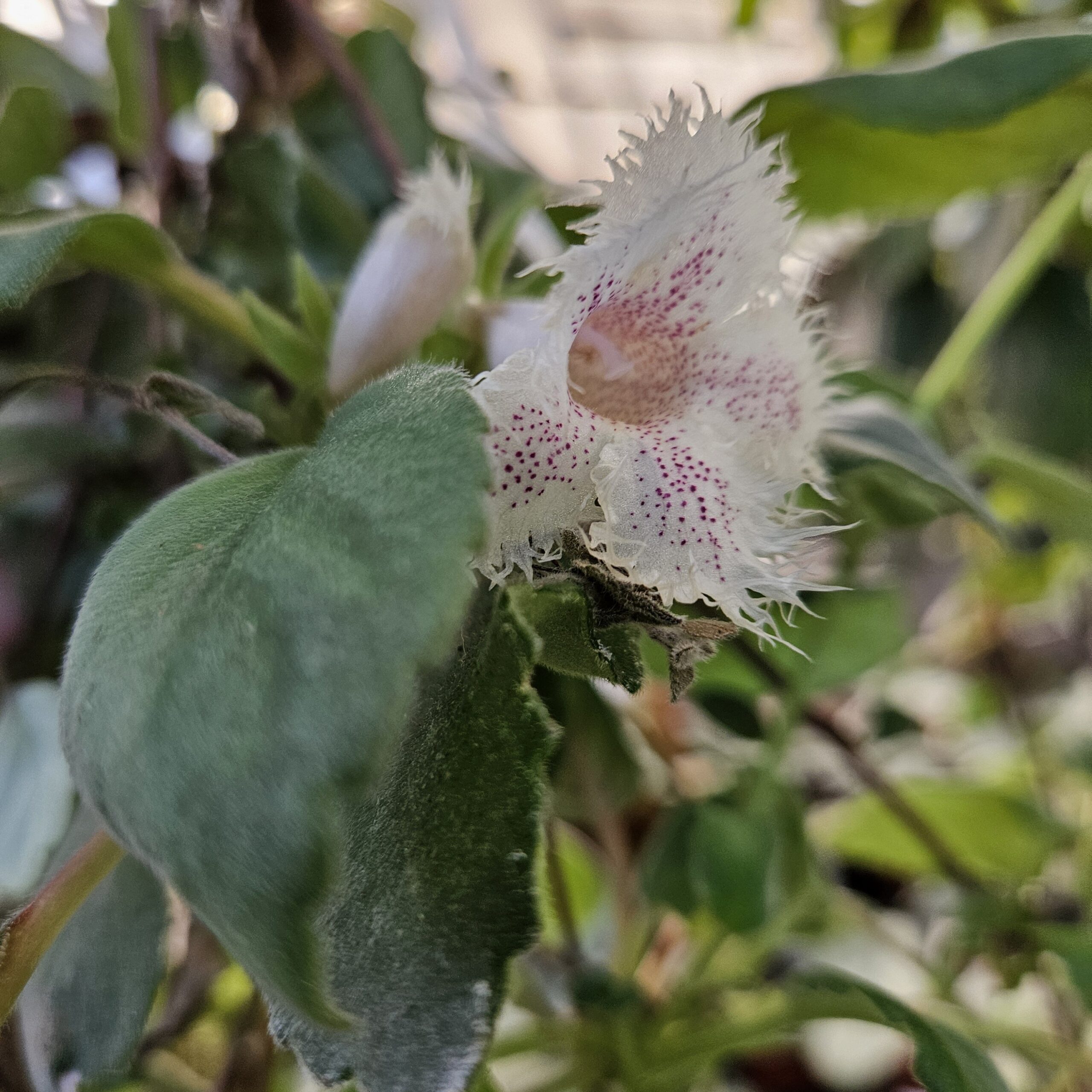 Lace Flower - Image 3