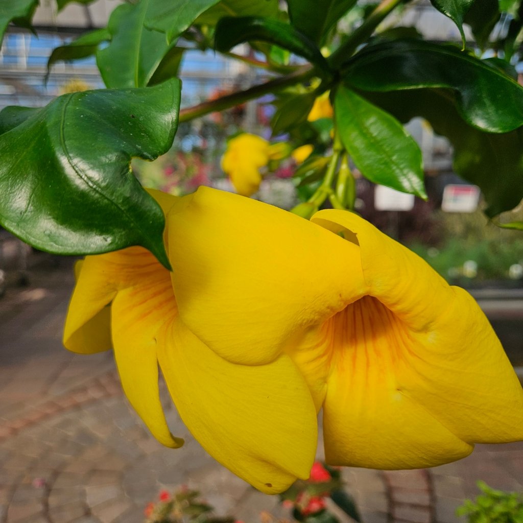 Brown Bud Allamanda - Image 2