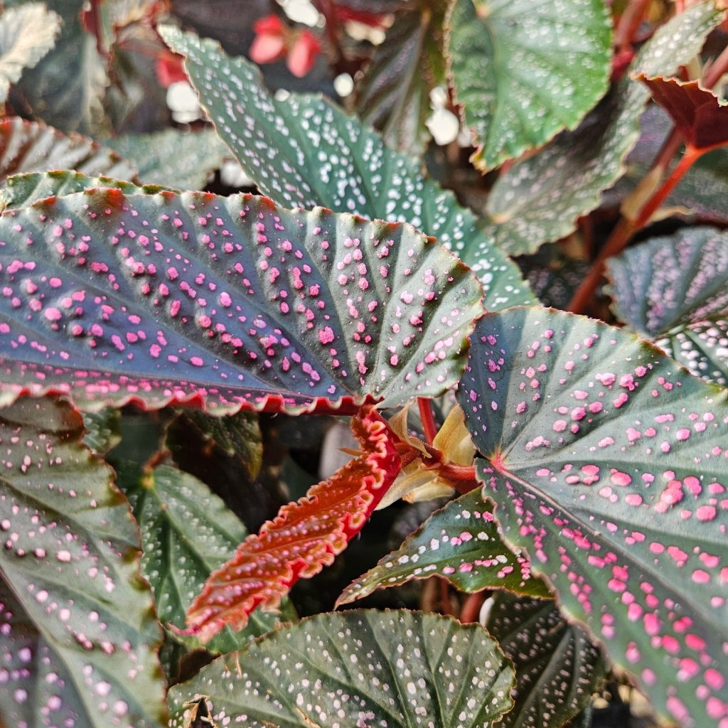 Pink Spot Begonia - Image 3