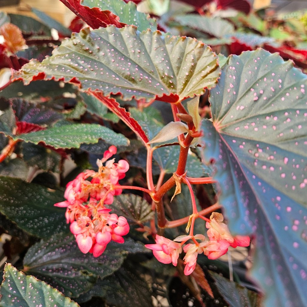Pink Spot Begonia - Image 2
