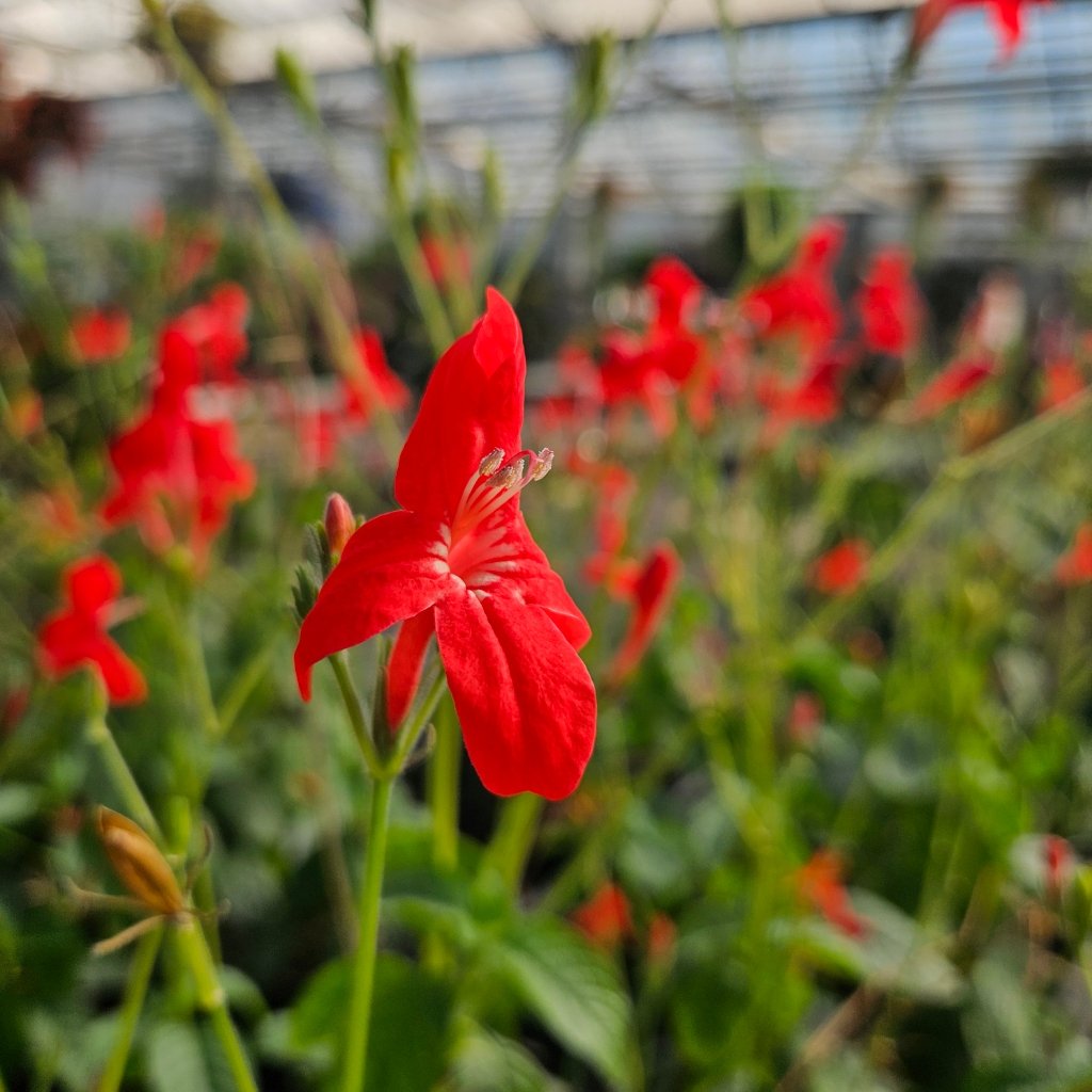 Brazilian Red Ruellia - Image 3