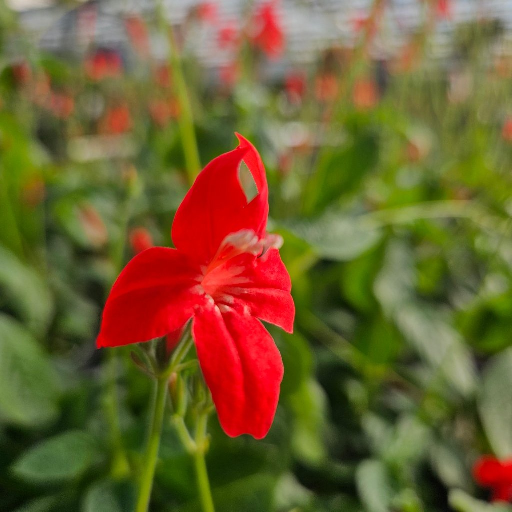 Brazilian Red Ruellia - Image 2