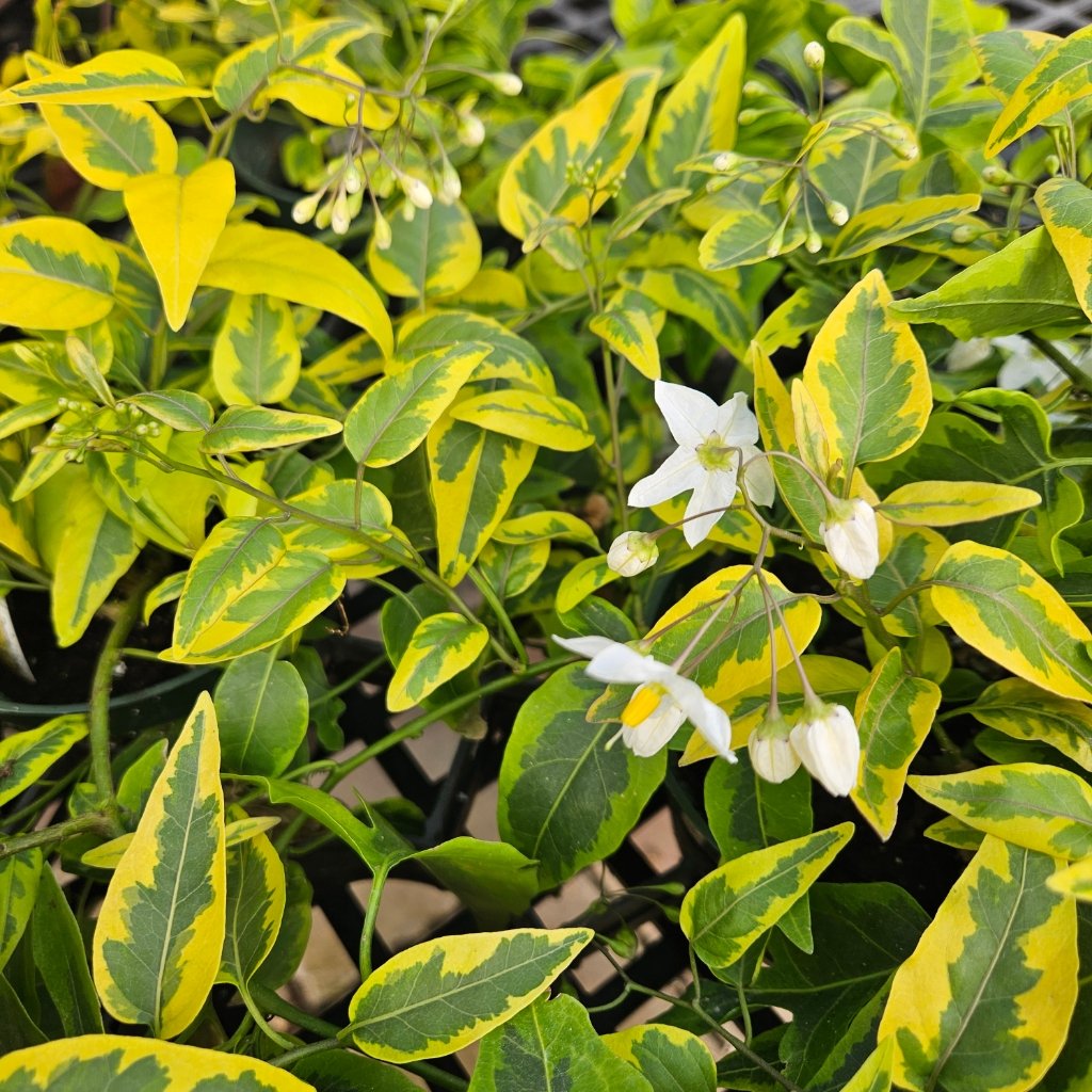 Variegated Potato Vine - Image 3