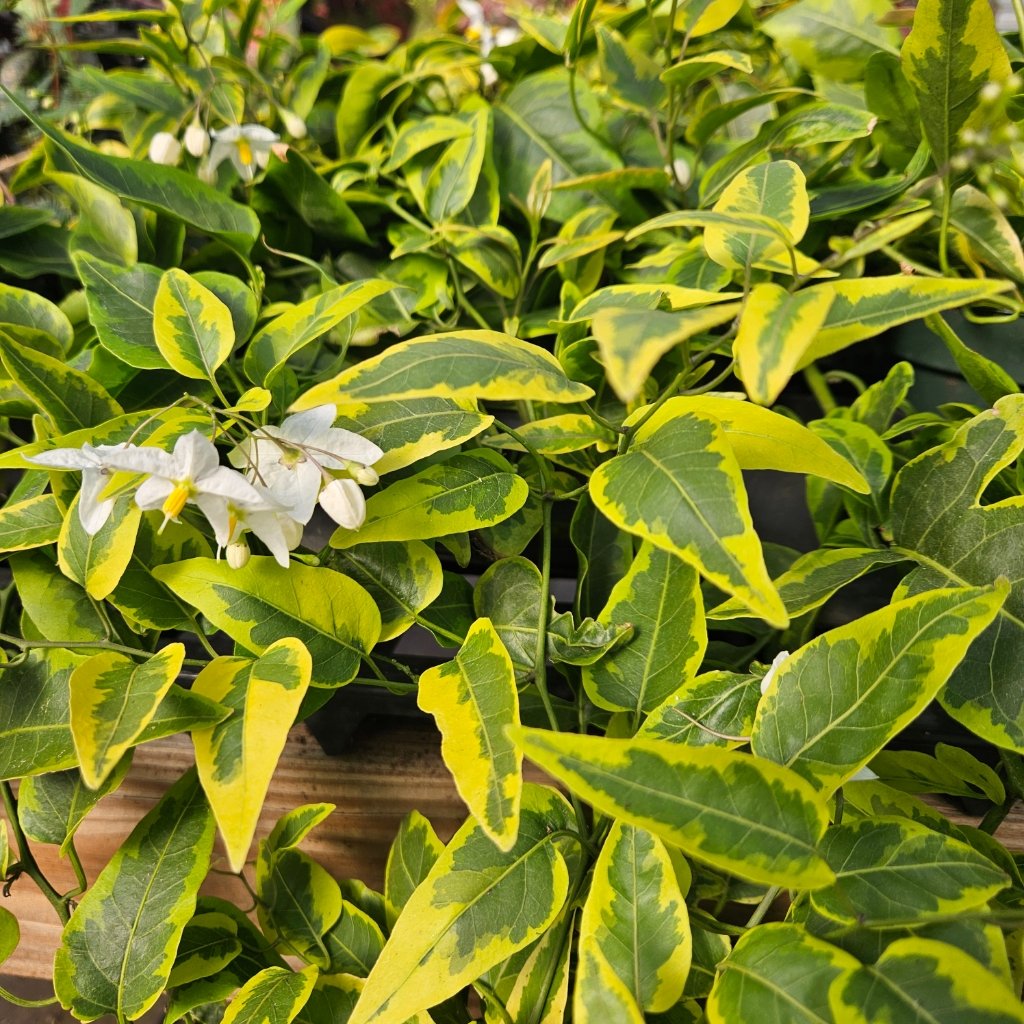 Variegated Potato Vine - Image 2