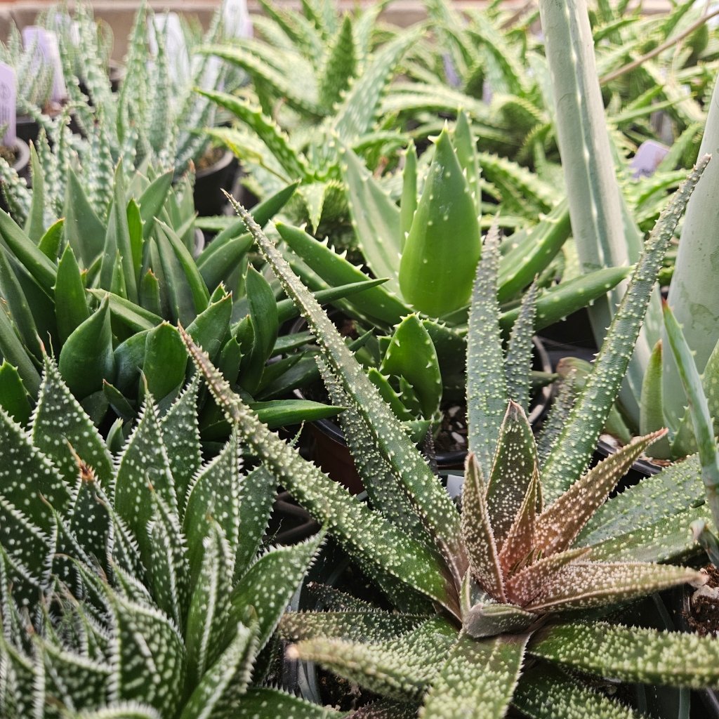 Aloe Collection - Image 2