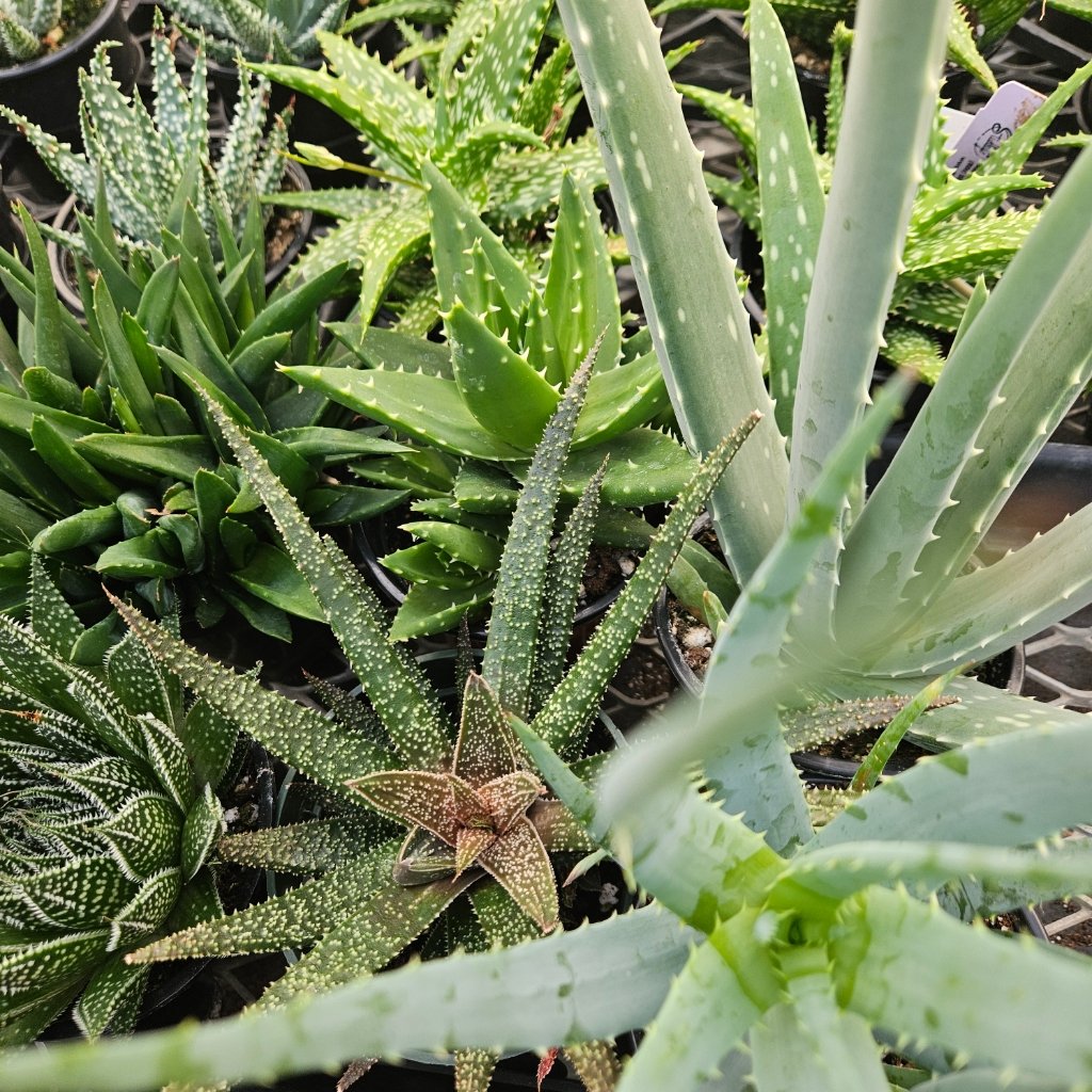 Aloe Collection - Image 3