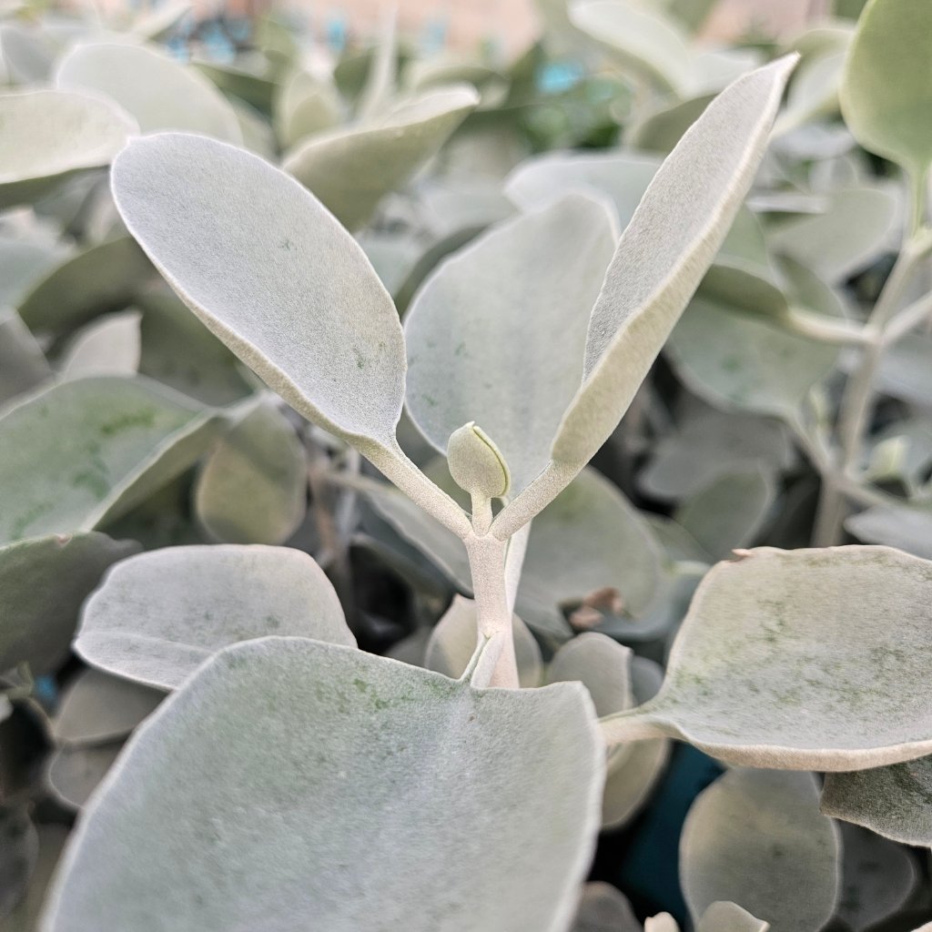 Silver Teaspoons - Image 3