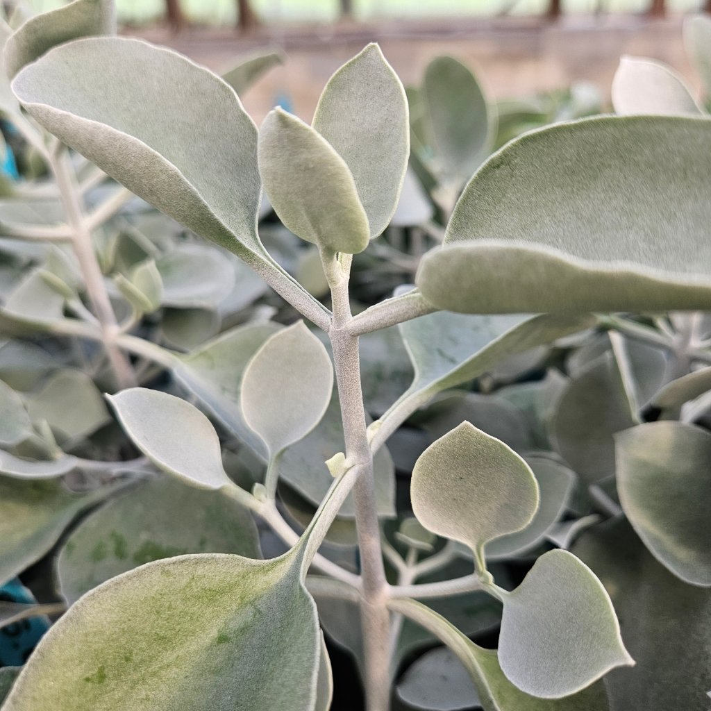 Silver Teaspoons - Image 2