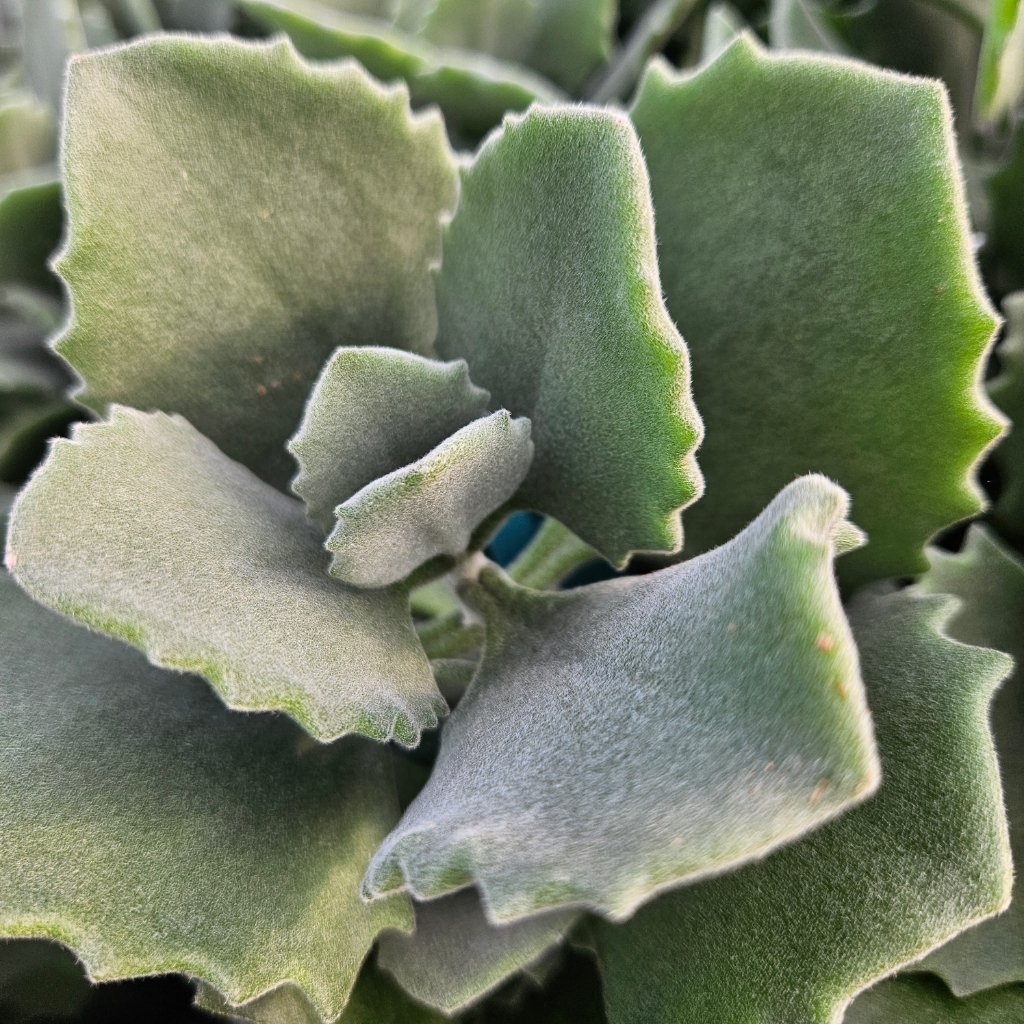 Milotii Kalanchoe - Image 3