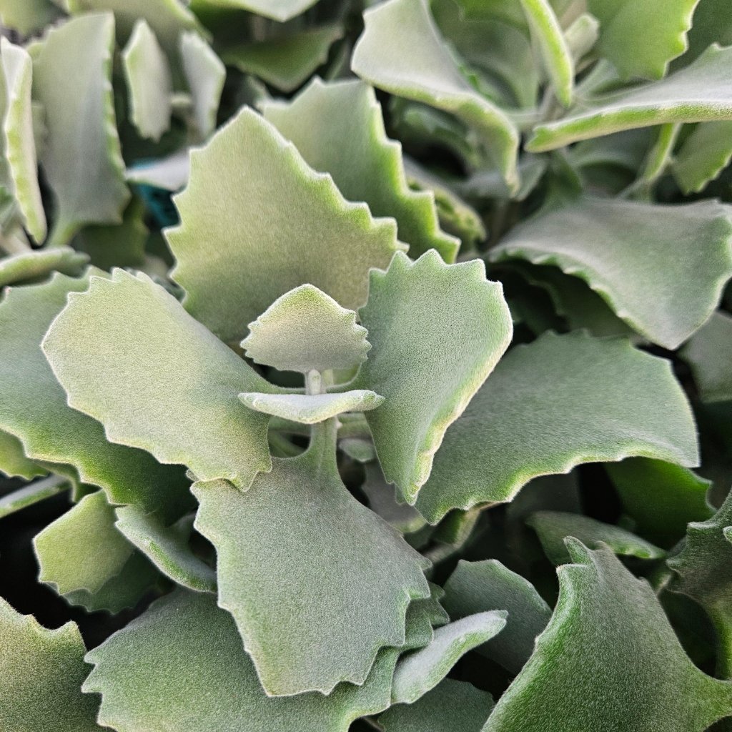 Milotii Kalanchoe - Image 2