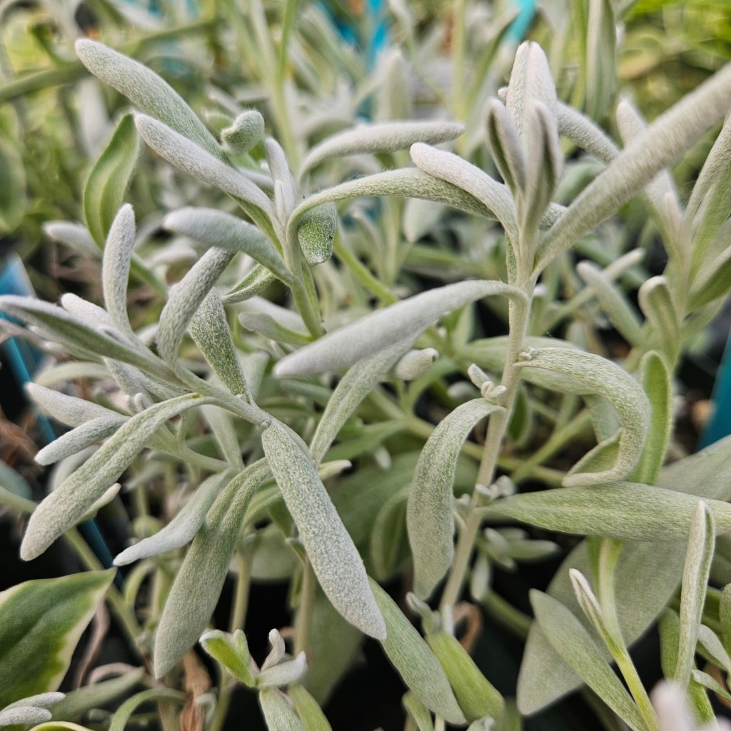 Silver Strand Didelta - Image 3