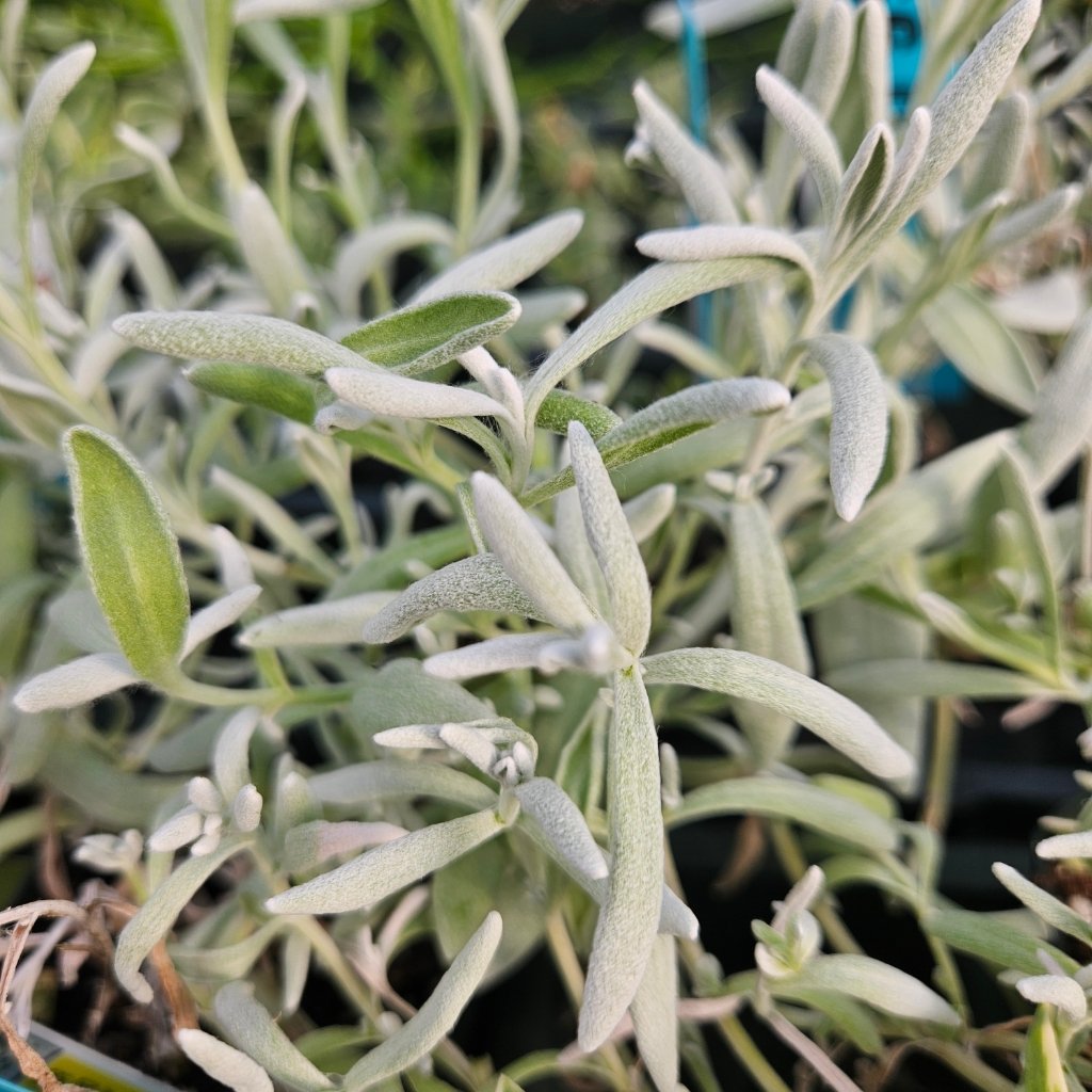 Silver Strand Didelta - Image 2