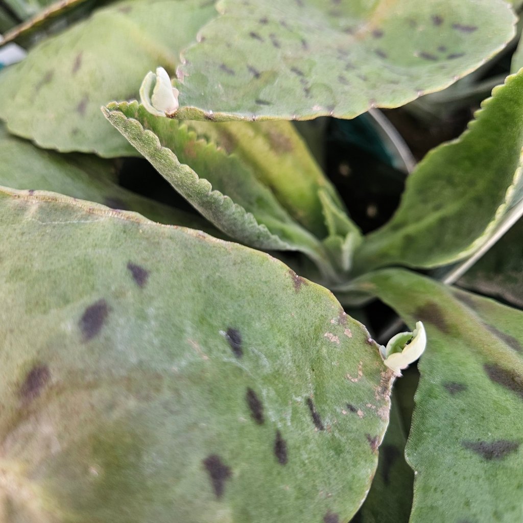 Donkey Ear Kalanchoe - Image 3