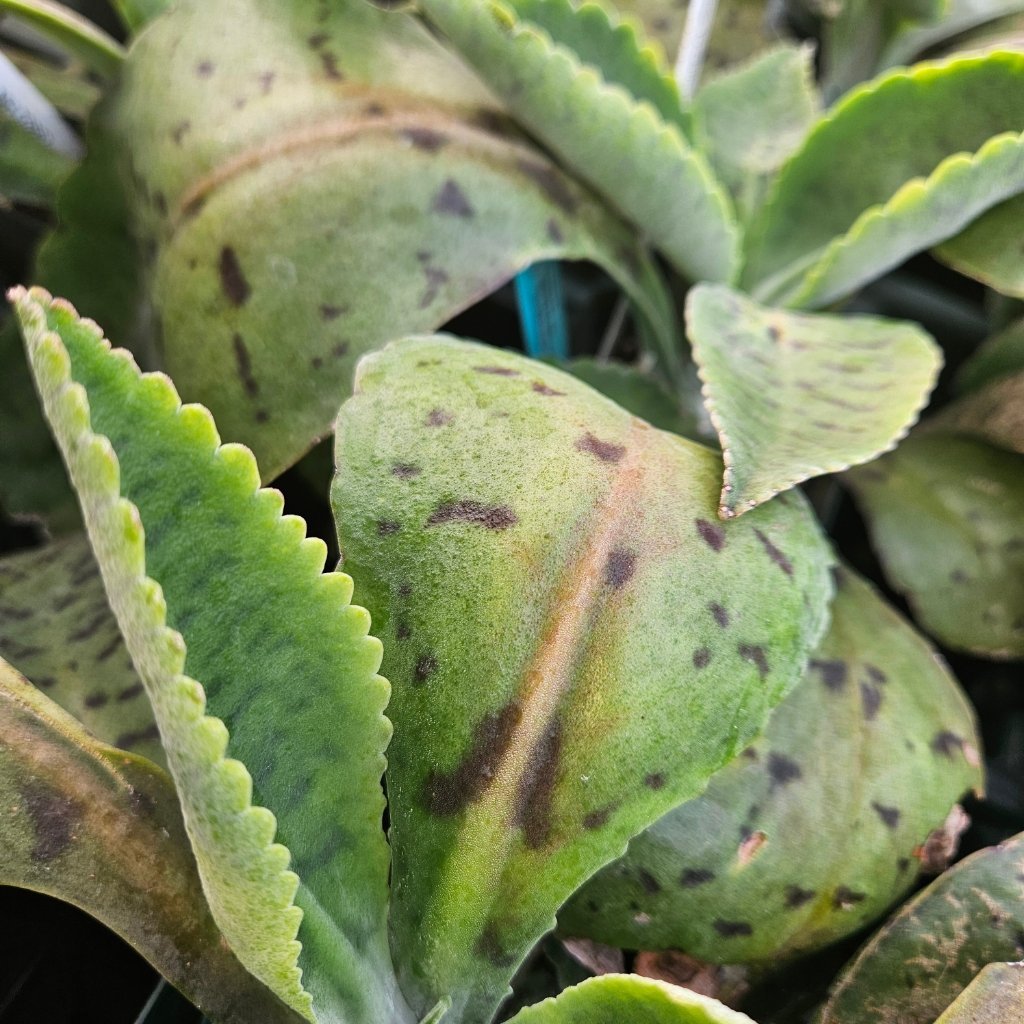 Donkey Ear Kalanchoe - Image 2
