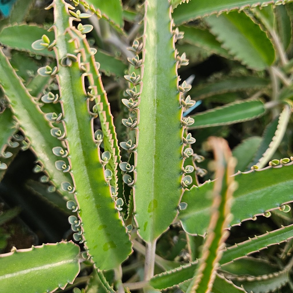Octopus Mother of Millions - Image 3