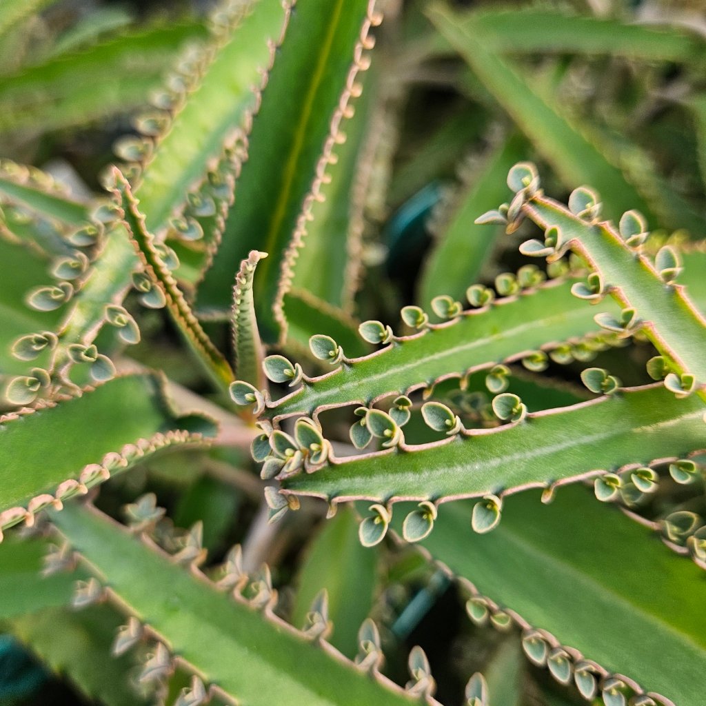 Octopus Mother of Millions - Image 2