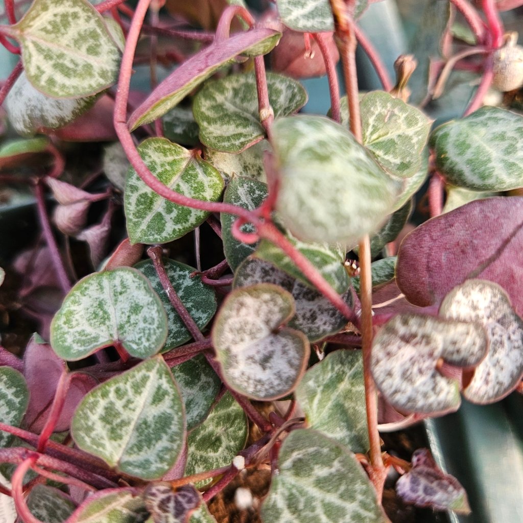 Silver String of Hearts - Image 2