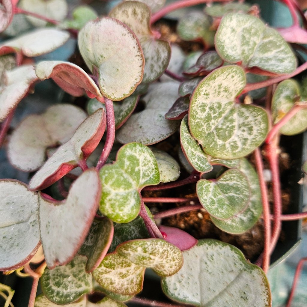 Silver String of Hearts - Image 3