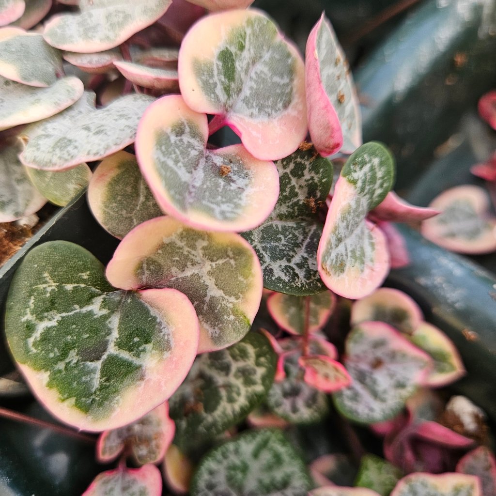 Pretty in Pink String of Hearts - Image 2