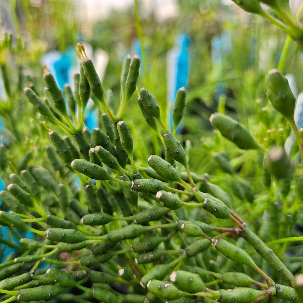 Dancing Bones Cactus - Image 3