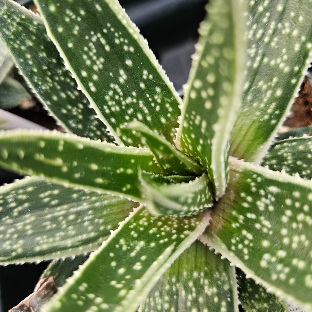 Kaleidoscope Gasteria - Image 2