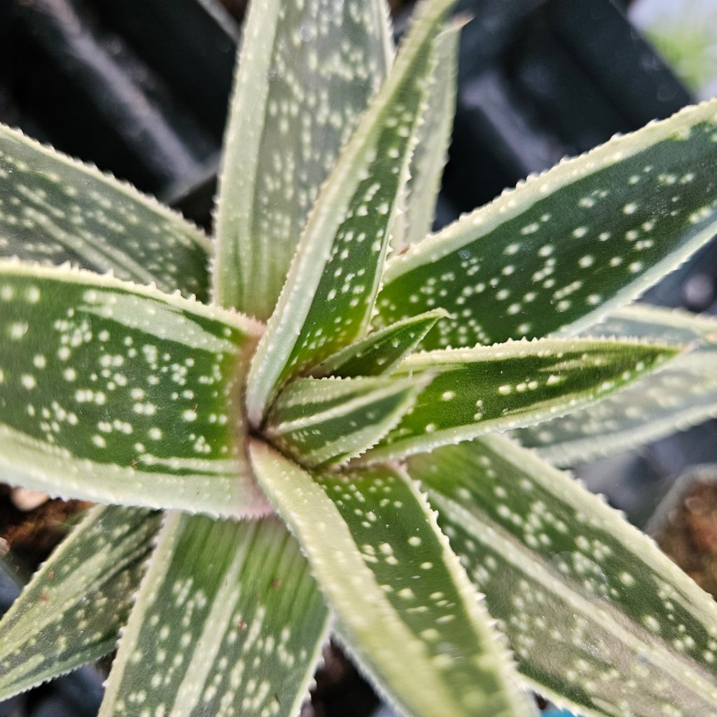 Kaleidoscope Gasteria - Image 3