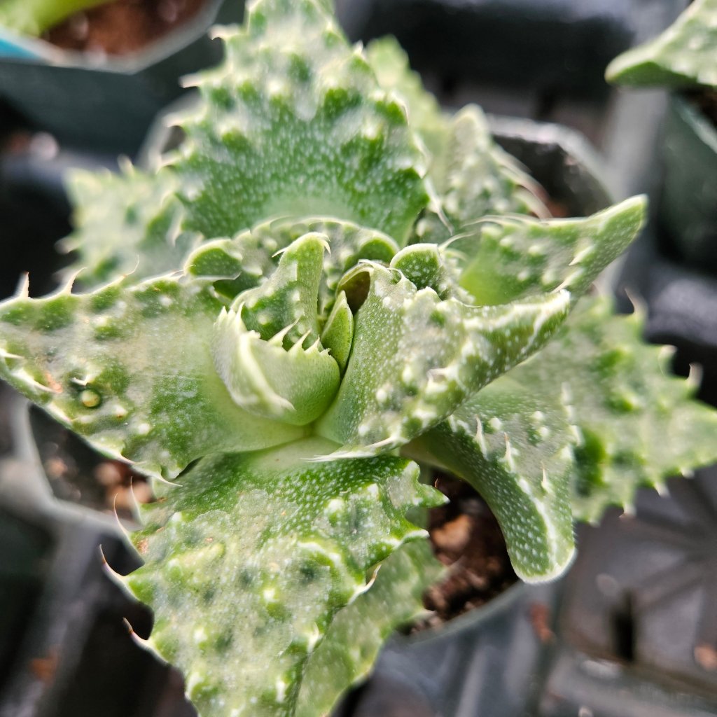 Tiger Jaws - Image 2