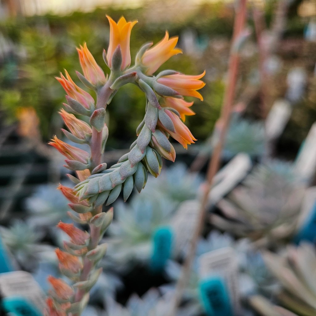 Urban Orange Echeveria - Image 2