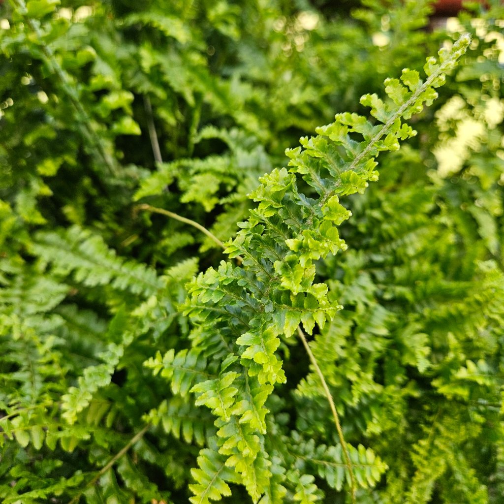 Fluffy Ruffles Fern - Image 2