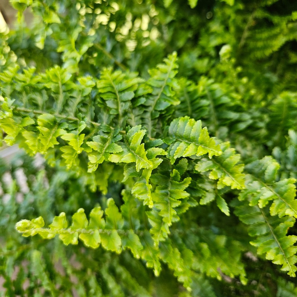 Fluffy Ruffles Fern - Image 3
