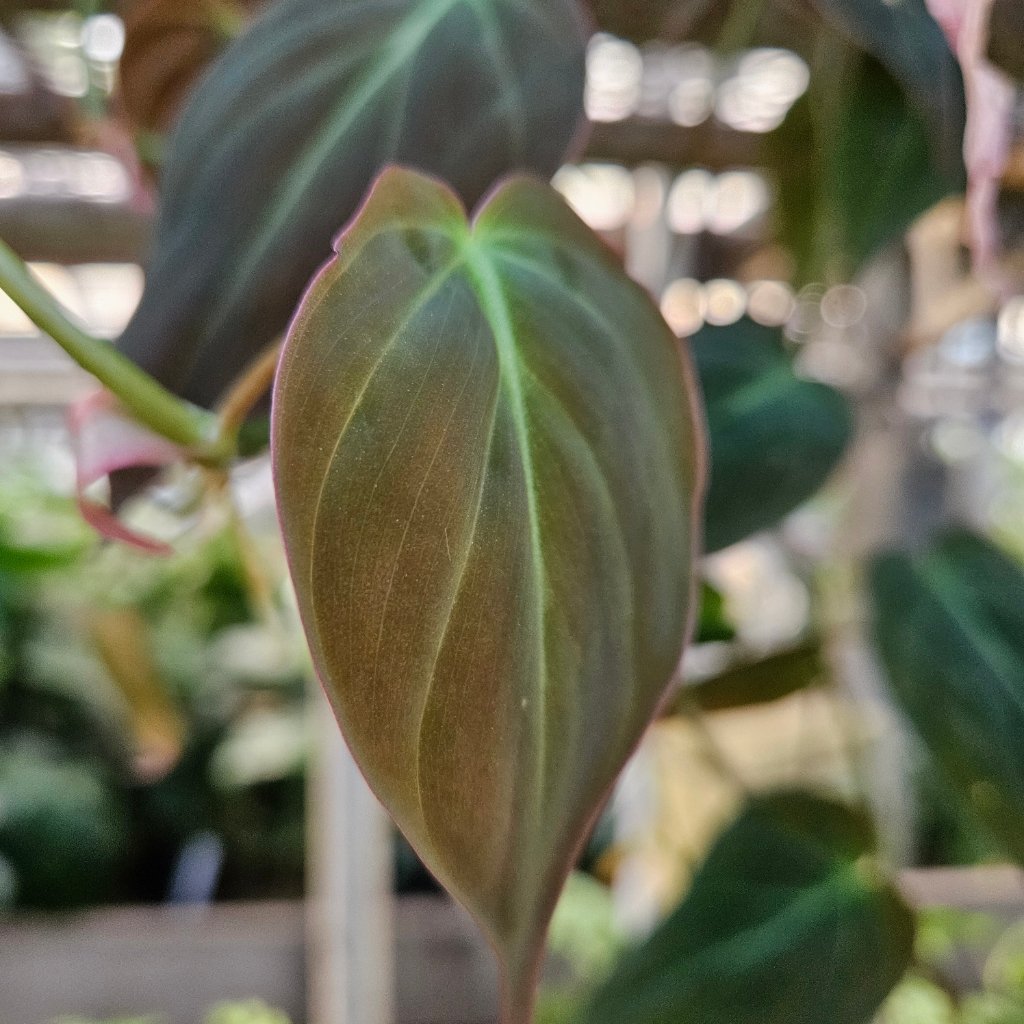 Philodendron Micans - Image 3
