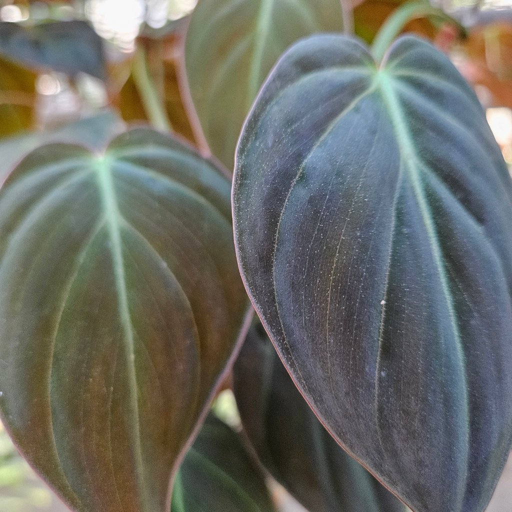 Philodendron Micans - Image 2