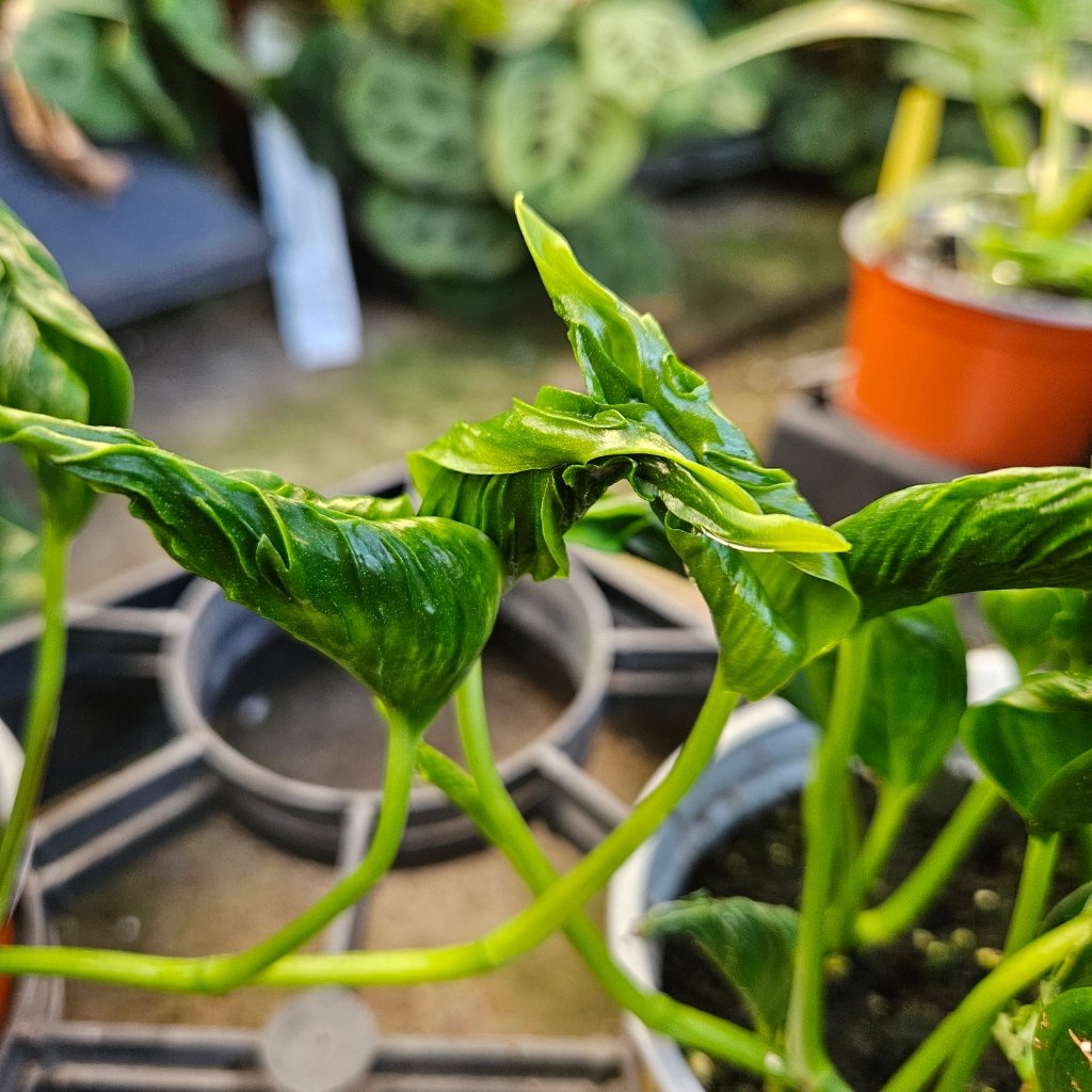 Shangri-La Twisted Pothos - Image 2