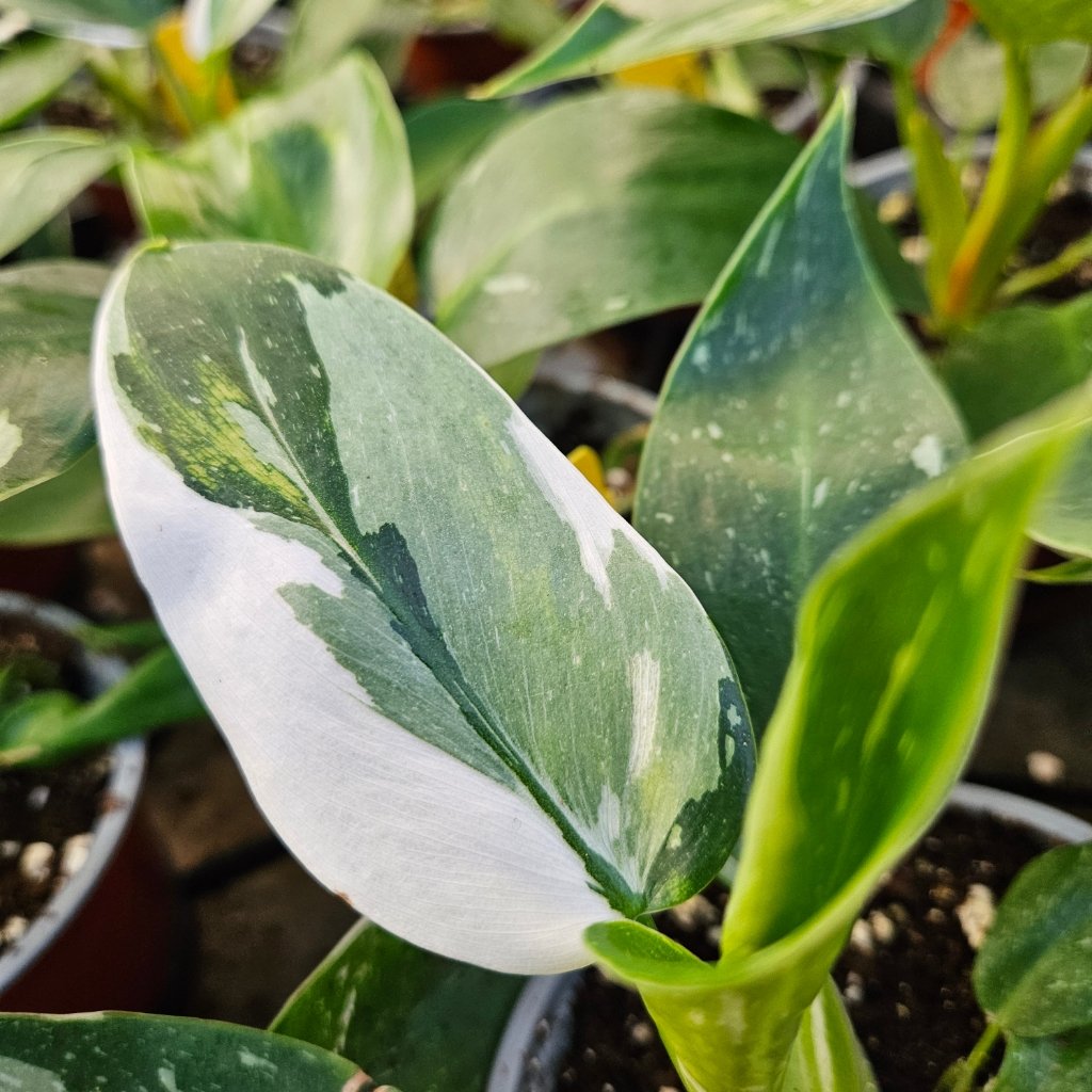 White Princess Philodendron - Image 2