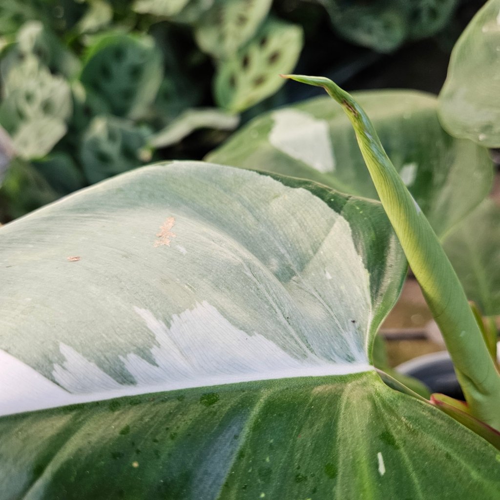 White Princess Philodendron - Image 3