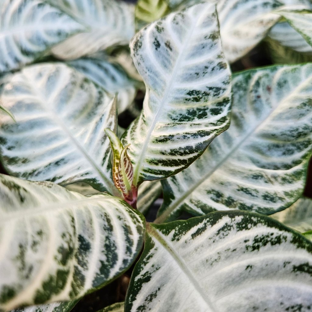 Whitewash Zebra Plant - Image 2