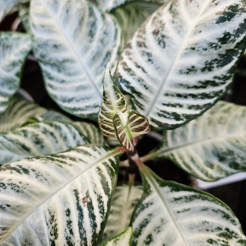 Whitewash Zebra Plant - Image 3