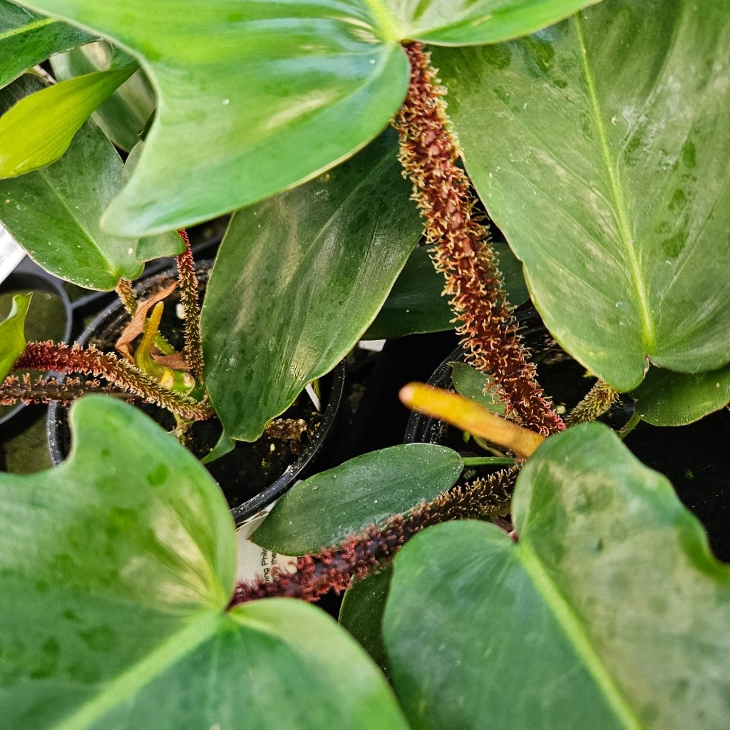Hairy-Stemmed Philodendron - Image 2