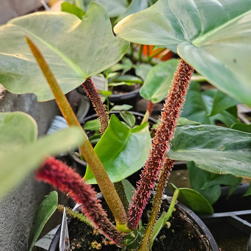 Hairy-Stemmed Philodendron - Image 3