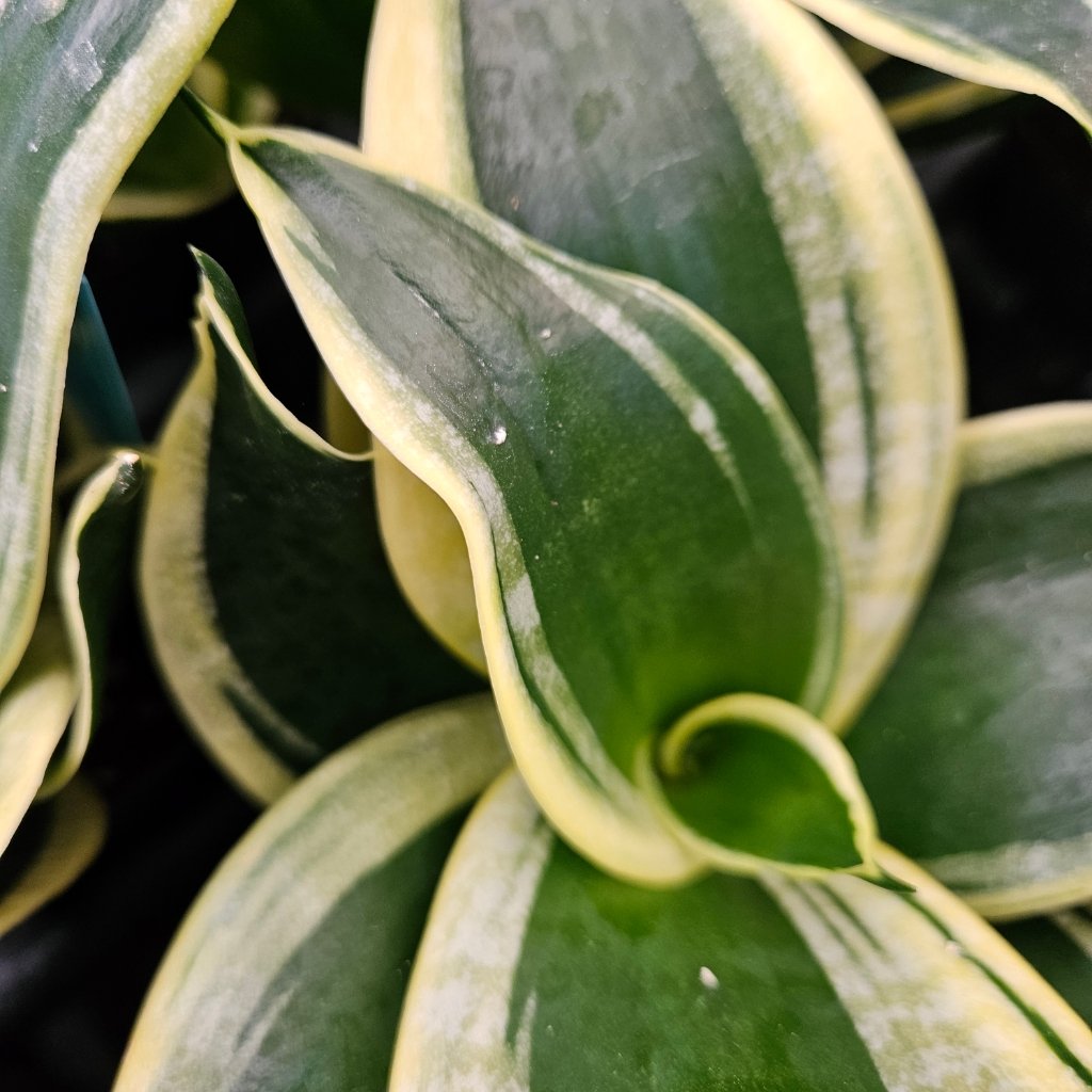 Black Star Sansevieria - Image 3
