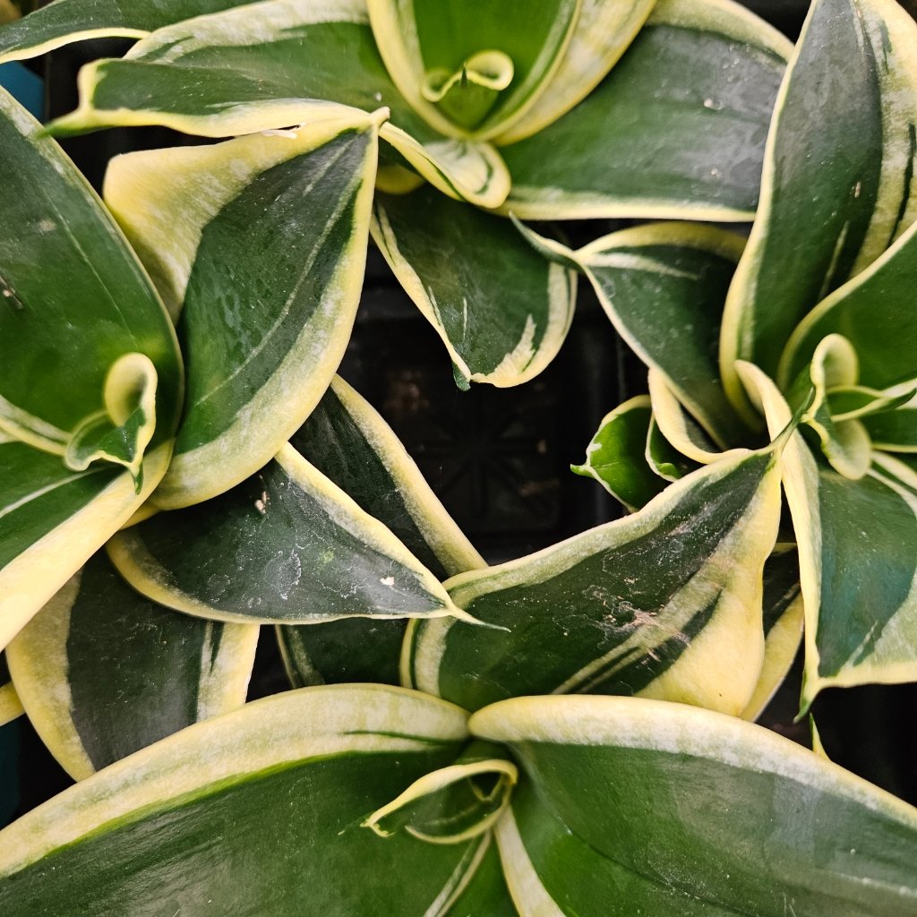 Black Star Sansevieria - Image 2