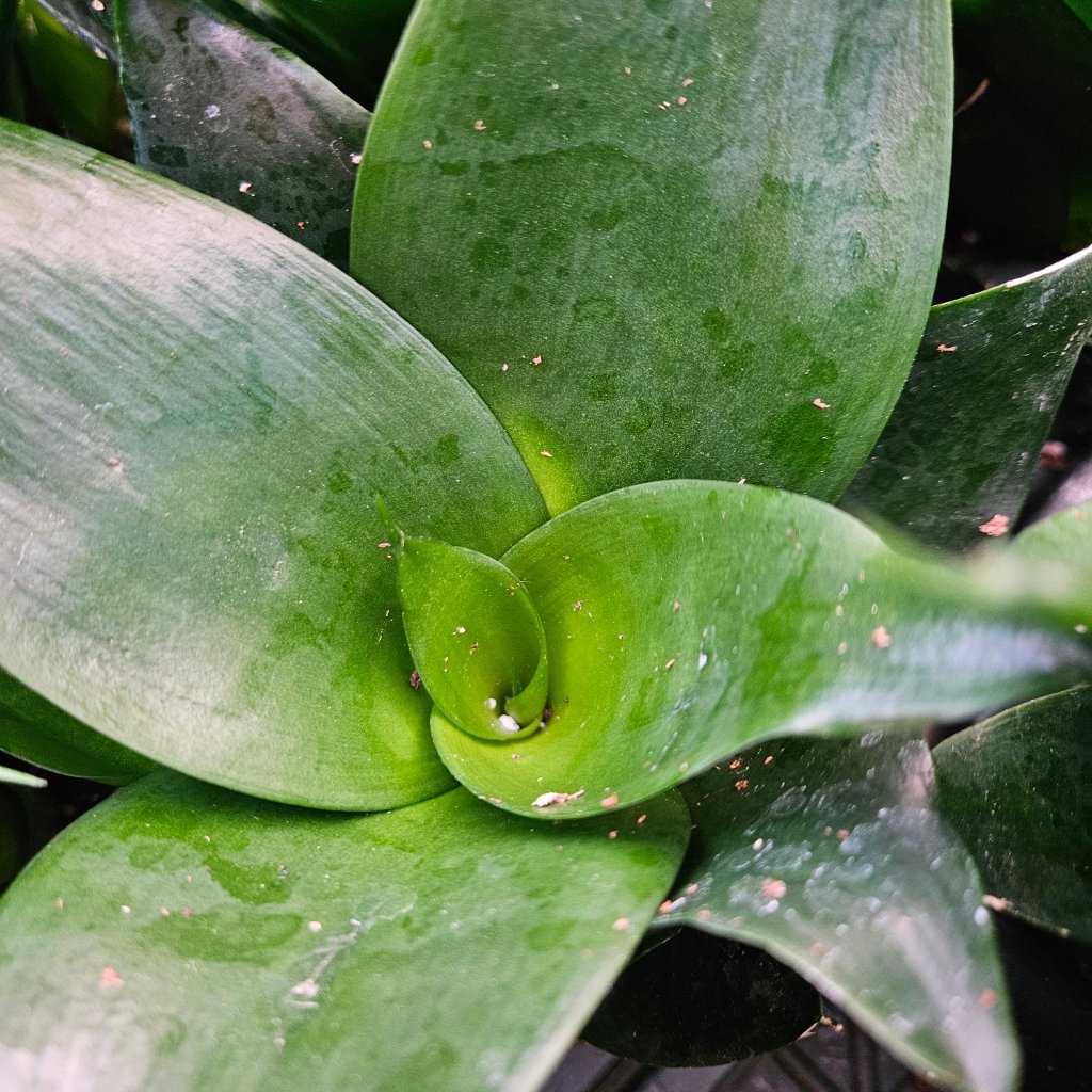 Jade Star Sansevieria - Image 2