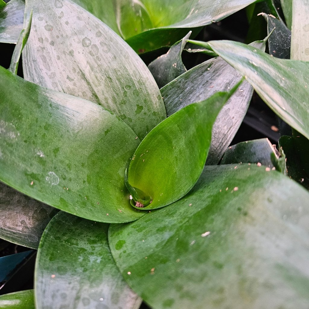 Jade Star Sansevieria - Image 3